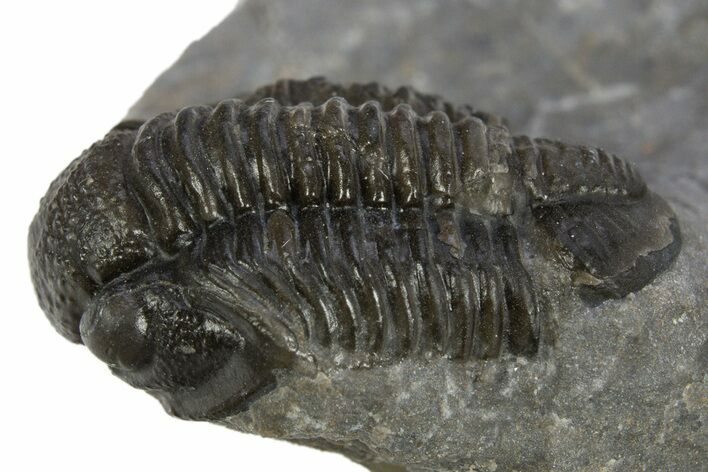 Detailed Gerastos Trilobite Fossil - Morocco #310248